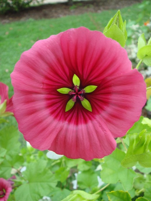 Malope trifida fleur